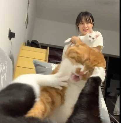 白貓想從主人懷裡掙脫，但看到一場好戲後就算了。（圖／翻攝自臉書）