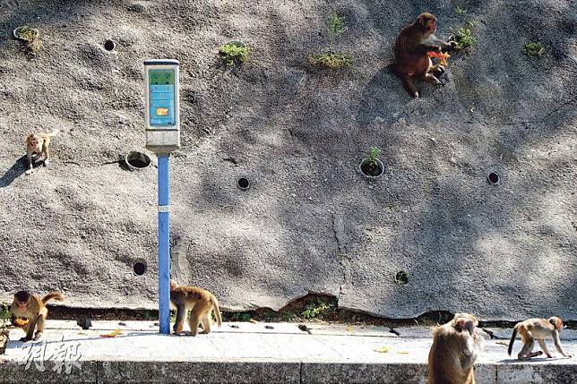 愈來愈多猴子到民居附近覓食，造成滋擾。圖為金山郊野公園野生猴子覓食情况。（彭麗芳攝）