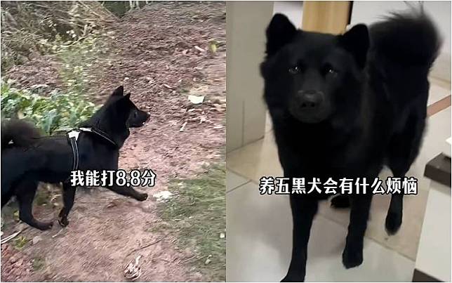 養五黑犬真煩惱？　竄進黑影裡找都找不到