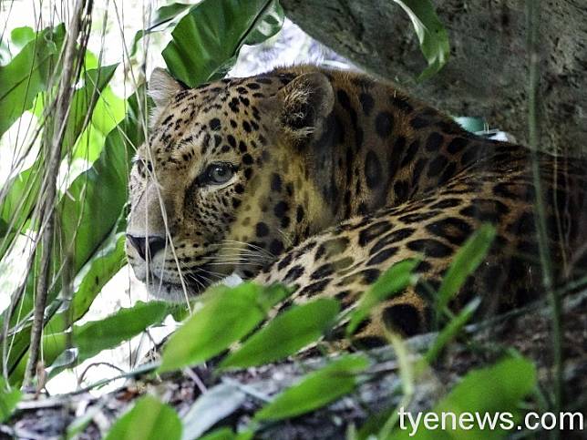 花豹：偶爾吃草也不錯，但我最愛的還是肉肉！圖：台北動物園提供