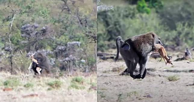 小瞪羚逃過了小獵豹的捕殺，最後變成狒狒的大餐。（翻攝自SWNS YouTube）