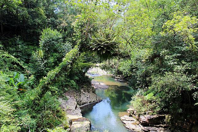  金瓜寮魚蕨步道以溪流景觀及蕨類生態著稱。（取自新北市政府網站）