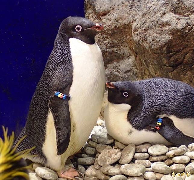 企鵝準備繁殖季節。(記者蔡宗憲攝)