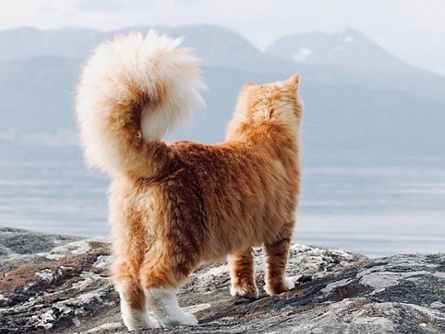 這尾巴不科學！橘貓擁有超美膨尾　走路搖搖好霸氣