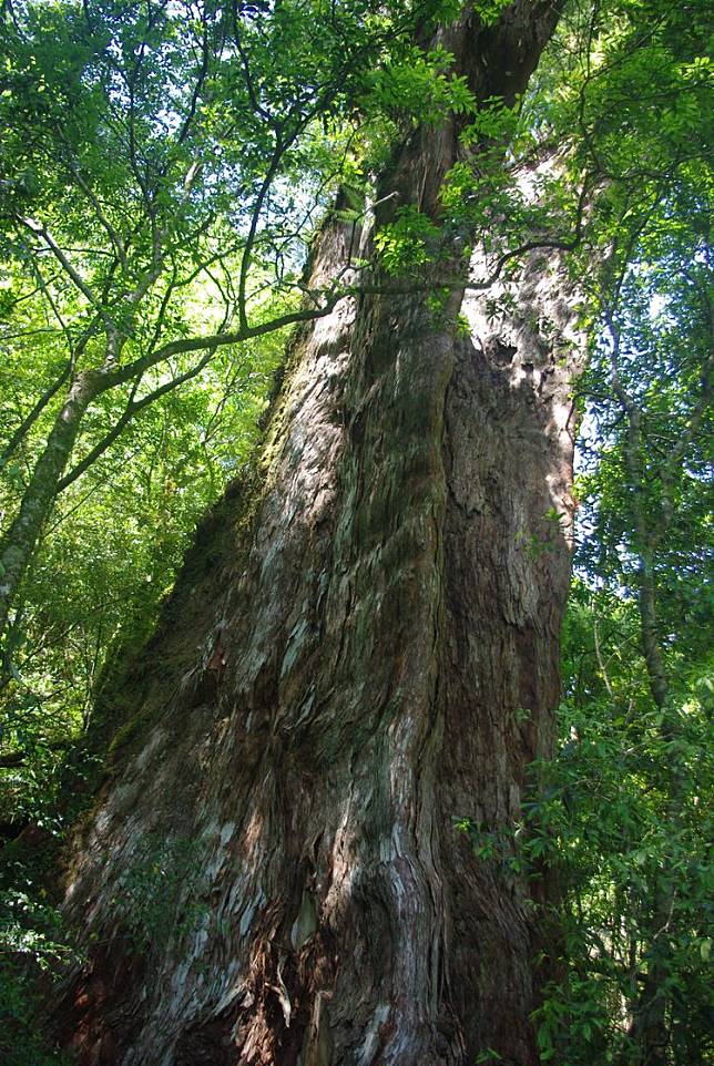 全台最老神木在阿里山。林務局提供