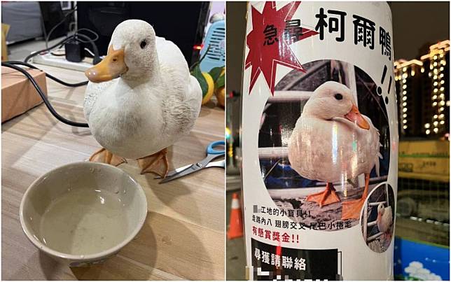 新莊一隻柯爾鴨逃家，飼主開出獎金懸賞。（警方提供）