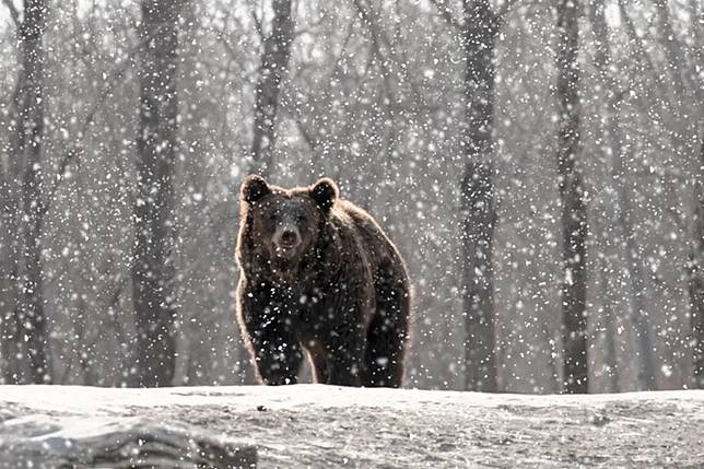 日本岩手縣近日發生疑似熊襲事件，一名警員在山區搜尋失聯民眾時遭野熊攻擊受傷，附近山溝則發現一具女性遺體。示意圖。（東方IC）