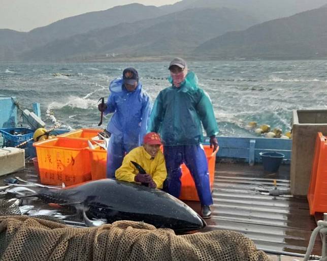 今年屏東定置漁場搶先網獲「另類第一鮪」。(滿豐定置漁場提供)