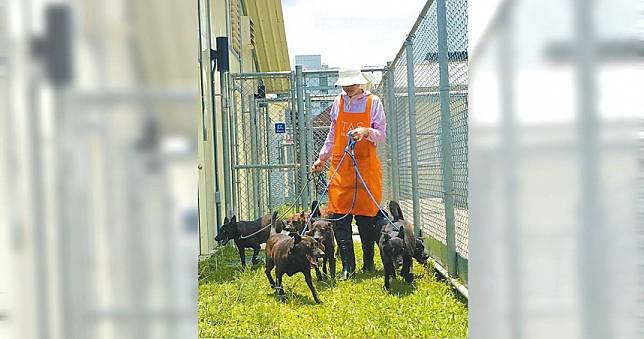 台北市動物之家退養率大幅上升　動保處將思考「改善認養方式」因應