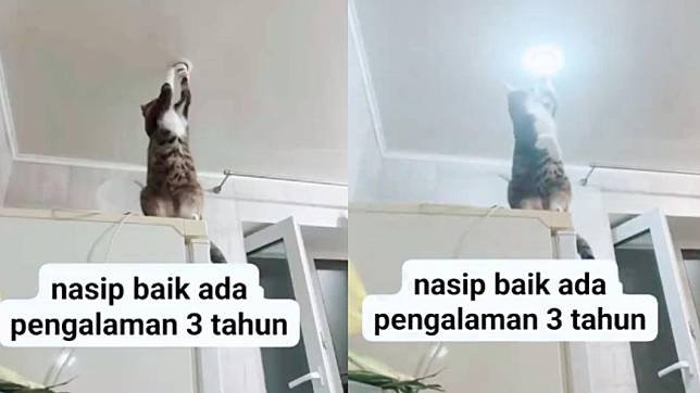 貓咪修好燈泡的影片在網上爆紅。（圖／翻攝自TikTok@annezack6）