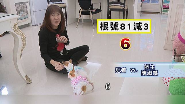 資優吉娃娃！　會解開根號題目　飼主曝5個月時發現潛能