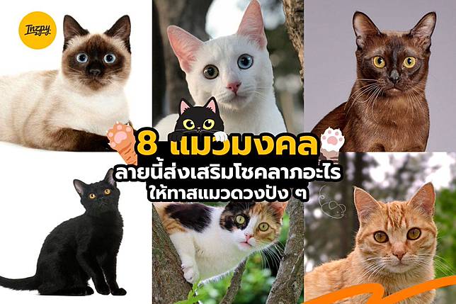 8 แมวมงคล ลายนี้ #เสริมโชคลาภ อะไร ให้ ‘ทาสแมว’ ดวงปัง ๆ