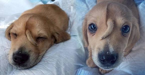 นี่น้องหมาหรือยูนิคอร์น! เปิดภาพ 'นาร์วัล' น้องหมาสุดน่ารัก ...