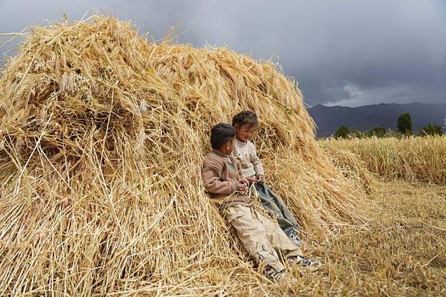 Children lean against a highland barley stack in Paltsal Township in the city of Xigaze, southwest China's Xizang Autonomous Region, Sept. 10, 2024. (Xinhua/Jigme Dorje)