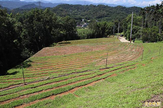 新竹縣東山里王宮廟後山9年內第3度出現地主未經申請許可就大面積開挖整地的濫墾行徑，面積約有3000平方公尺。(記者黃美珠攝)