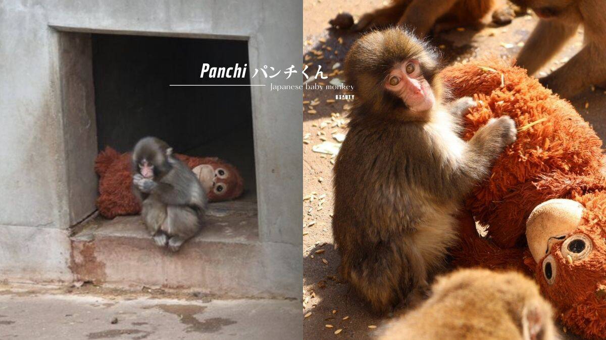 日本小猴Panchi君爆紅！緊抱玩偶當媽媽惹心疼，融入猴群近況公開，被排擠後終於被接納 | beauty美人圈 | LINE TODAY