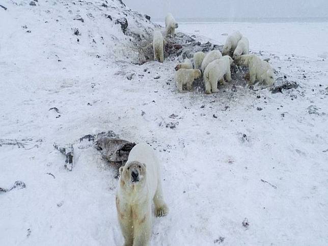 氣候暖化難覓食 北極熊大舉入侵俄羅斯村莊