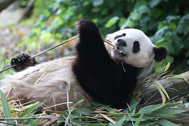 Giant panda Tian Bao is pictured at the Pairi Daiza Zoo in Brugelette, Belgium, June 2, 2024. (Xinhua/Zhao Dingzhe)