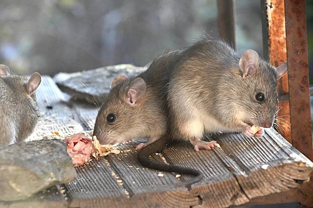 漢他病毒症候群主要透過帶有漢他病毒齧齒類動物（如：鼠類）傳染給人類。（示意圖／Pexels）