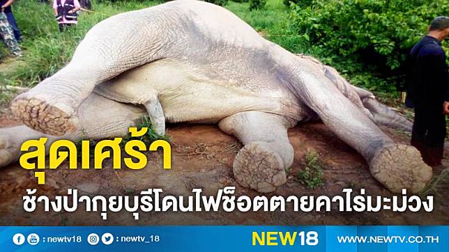 สุดเศร้า ช้างป่ากุยบุรีโดนไฟช็อตตายคาไร่มะม่วง 