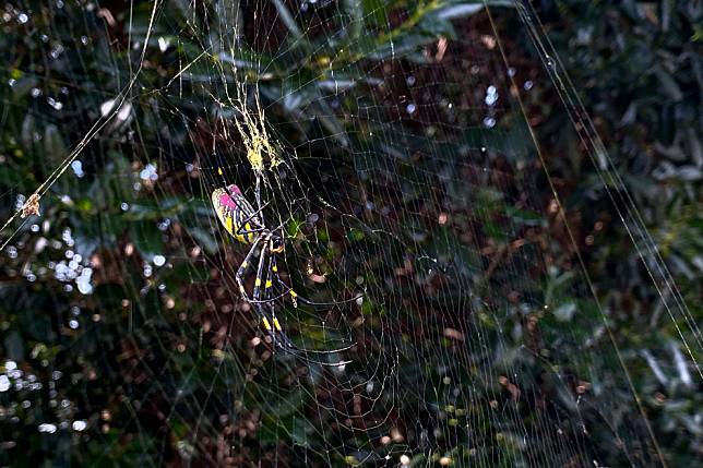 近日，美國喬治亞州北部居民深受橫帶人面蜘蛛困擾。本照攝於今年 10月24日，在喬治亞州城市約翰溪(Johns Creek)，一隻橫帶人面蜘蛛正盤踞在自己的網上。 美聯社/達志影像