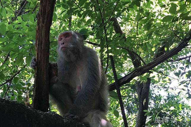 猴子、貓狗、老鼠都時常被作為動物活體實驗，在非動物實驗已是趨勢後，台灣還要觀望多久？。（呂紹煒攝）