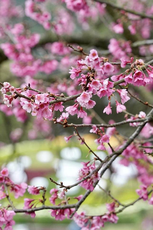 陽明山花季。 　 （中華旅行社提供）