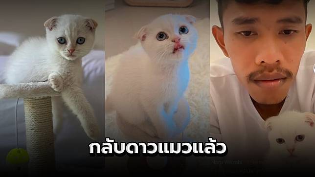 โซเชียลเศร้า! บักโส แมวน้อยขี้เซาใน Tiktok กลับดาวแมวแล้ว