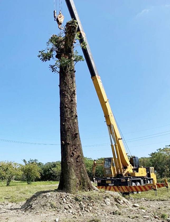 保七總隊第八大隊將百年茄苳樹，運用機具重新植栽至台東縣太麻里三和殯葬園區。（記者毛莉攝）
