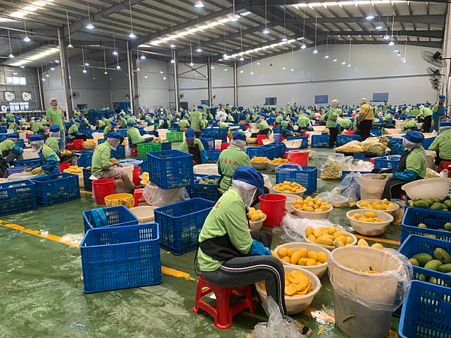 Workers slice ripe mangoes at the Zhong Bao (Cambodia) Food Science &amp; Technology Co., Ltd. in Kampong Speu province, Cambodia on March 7, 2023. (Photo by Van Pov/Xinhua)