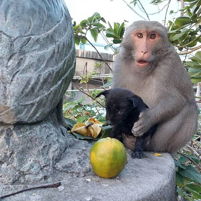 嘉義獼猴緊抱幼犬遊蕩！幫洗澡餵食超有愛。（記者湯朝村翻攝自東石之美網頁）