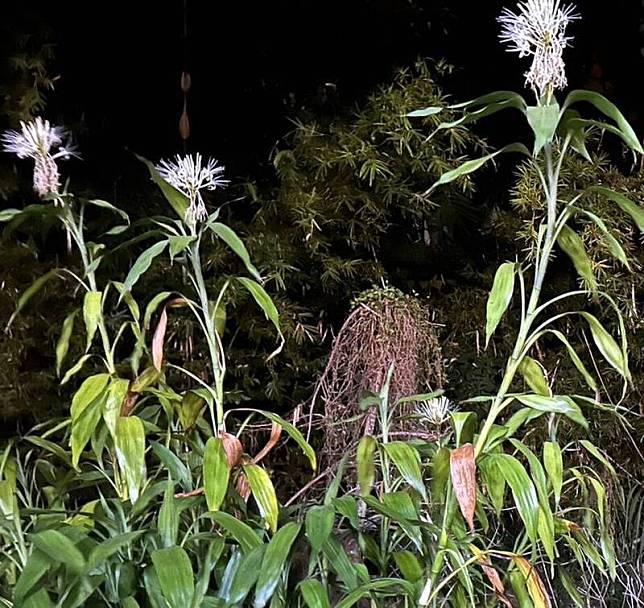 南投陳姓農友栽種的4株萬年青，最近各開1朵白色花朵，在夜空下格外引人關注的目光。(圖由民眾提供)