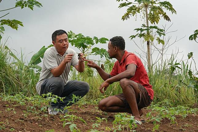 A Chinese expert instructs a local farmer to plant peppers in Caldeiras Village of Sao Tome Island, Sao Tome and Principe, July 15, 2023. (Xinhua/Han Xu)