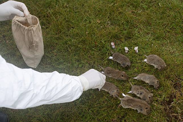 A member of a plague prevention team labels rodents in Sichuan province in August 2019. Photo: Reuters