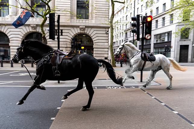 英國皇家軍馬受噪音驚嚇在倫敦街頭亂竄，造成5人受傷，其中2人傷重需要進行手術。（圖／美聯社）