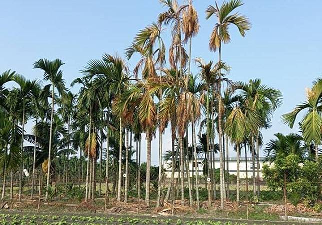 遭到雷擊後，16棵檳榔樹枯黃死亡。(農民李居上提供)