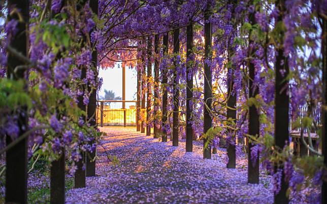 粉嫩櫻加夢幻紫藤！嘉義春日浪漫花海接力開　日本網紅認證：最美花之國度