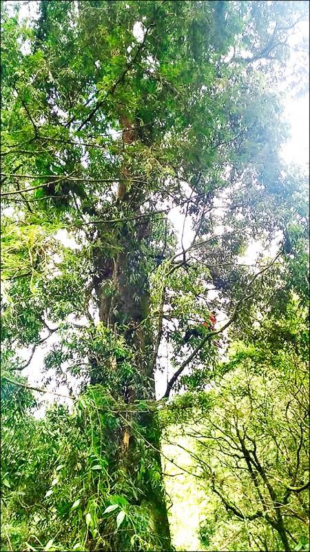 原推估樹齡800年的2號巨木，新推估的樹齡為1515年。(林務局提供)