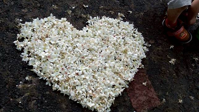 圖片提供/湯國榮