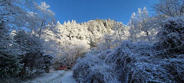 宜蘭及台中交界處的思源埡口下雪，變成銀白世界。(圖由陳錫堅提供)