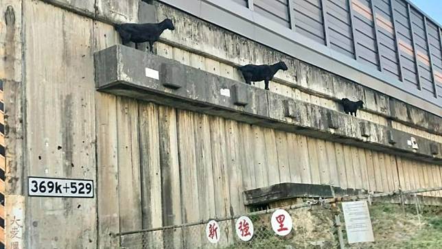 3隻站上高速公路邊坡的黑羊今天被運往燕巢安置。翻攝自「路上觀察學院」臉書粉專