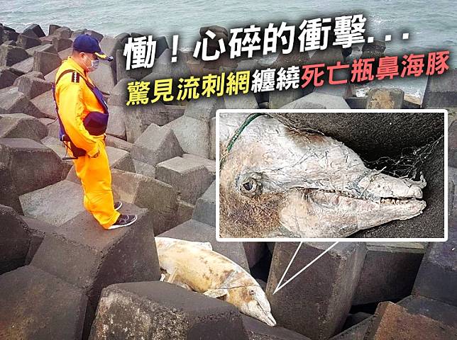 彰化線西沿岸出水口出現死亡瓶鼻海豚。（圖片來源／海洋委員會）
