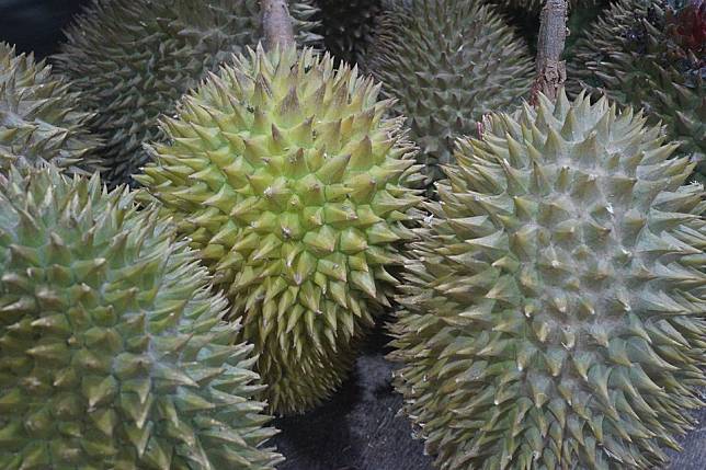 durian-fruit-2720388_960_720