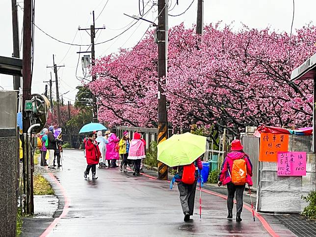 士林區平菁街櫻花巷現況。(台北市大地工程處提供)