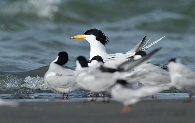 「神話之鳥」黑嘴端鳳頭燕鷗現身曾文溪口。（李正峰提供）