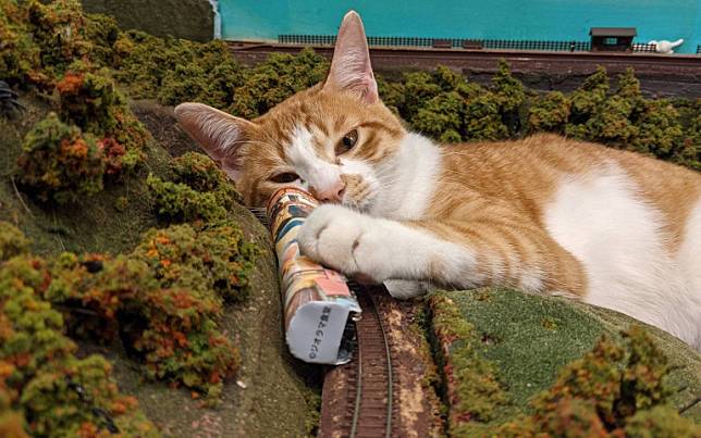 喵吉拉的報恩！鐵道模型餐廳收養浪貓 意外拯救了倒店危機