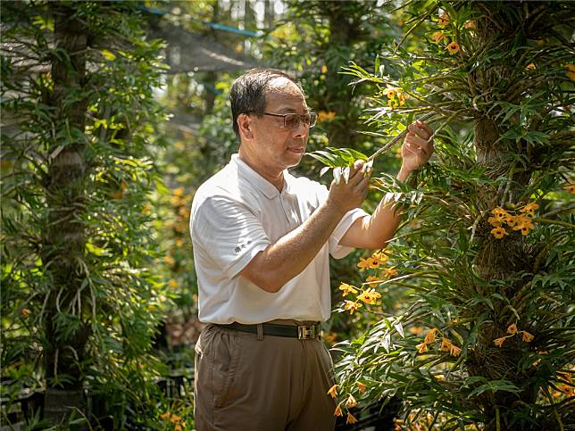 順天堂集團投入重要藥食同源藥材「石斛」在地種植計畫多年，並開發專利種植技術，為活化地方資源盡一份心力。（圖片來源：順天堂提供）