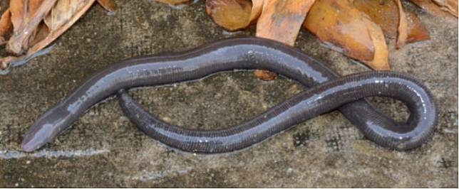 This undated photo provided by the Kunming Institute of Zoology under the Chinese Academy of Sciences (CAS) shows a specimen of the newly-discovered species of caecilian in Jinping County, southwest China's Yunnan Province, the second such amphibian species found in China. (The CAS Kunming Institute of Zoology/Handout via Xinhua)