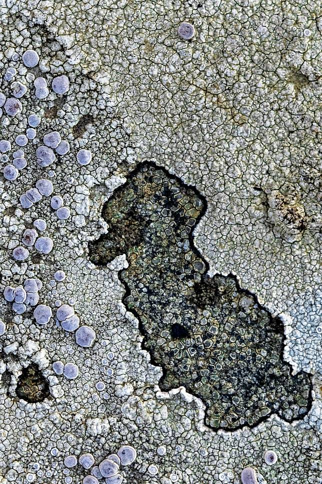 © Mandy Cotman / Beaker Street Science Photography Prize