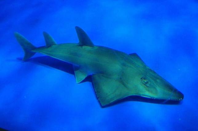 研究人員發現鹿兒島水族館養著瀕臨絕種的新品種魚類。（翻攝自いおワールドかごしま水族館推特）